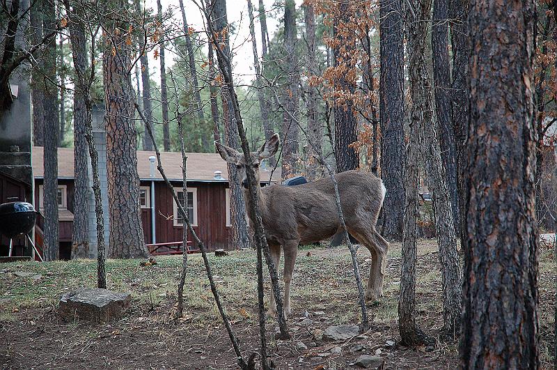 Doe closeup.JPG